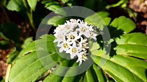 MukdeniaÂ rossii white flower spring blossom